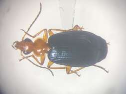 Lebia (Loxopeza) atriventris Say 1823 resmi