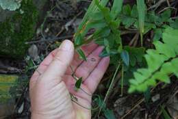 Image of Ceropegia linearis subsp. linearis