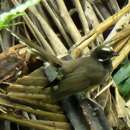 Image of Pohnpei Fantail