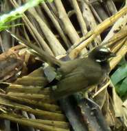 Image of Pohnpei Fantail