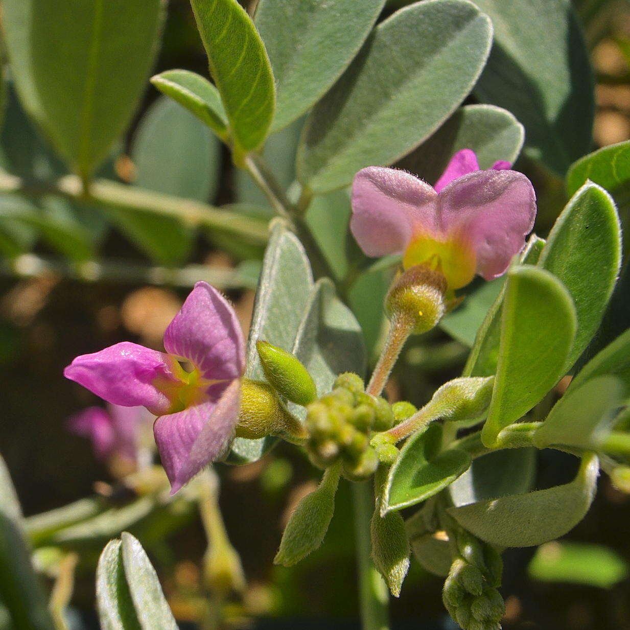 Tephrosia purpurea subsp. canescens (E. Mey.) Brummitt的圖片