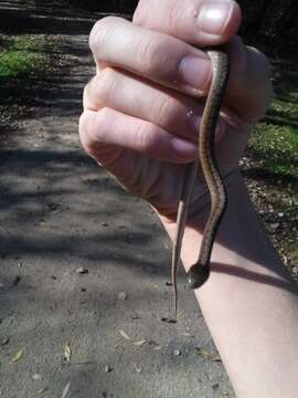 Image of brown-bellied snakes