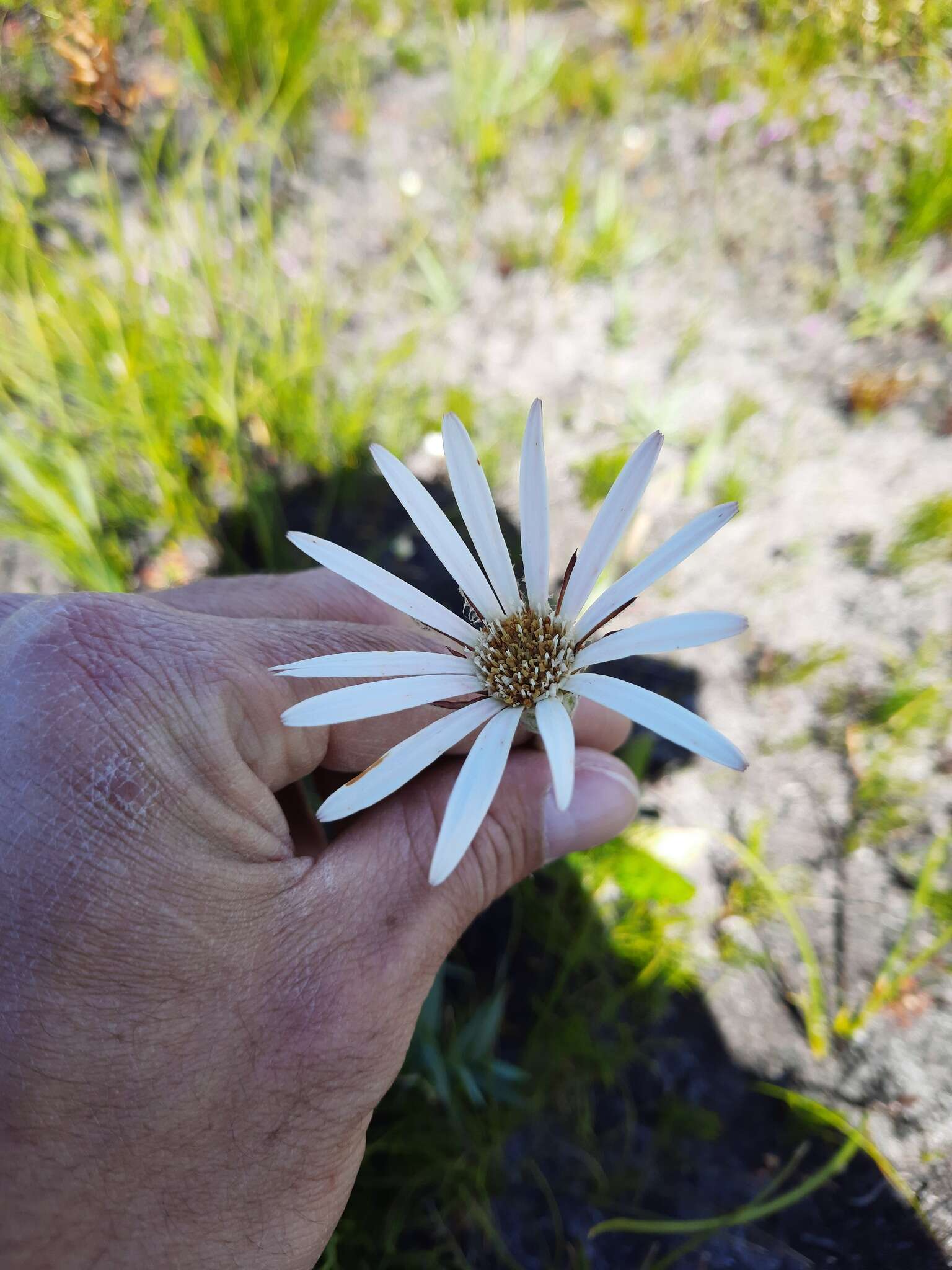 Image de Gerbera tomentosa DC.