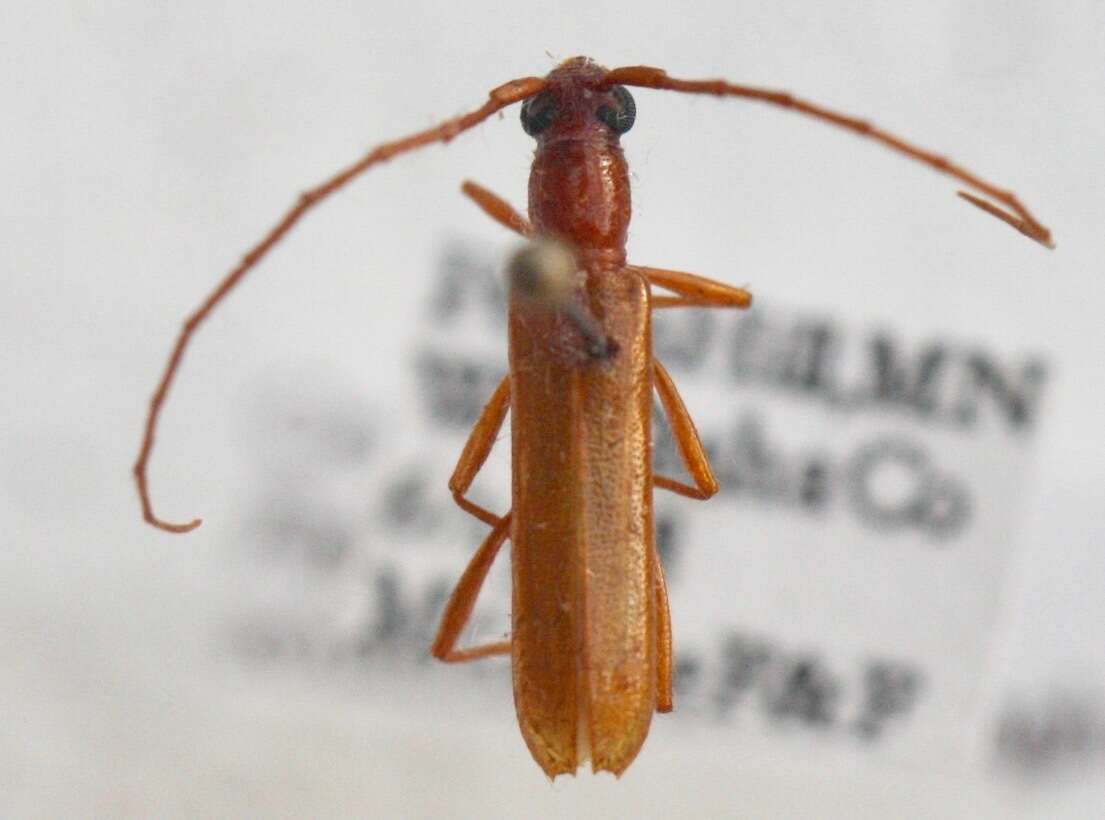 Слика од Psyrassa unicolor (Randall 1838)