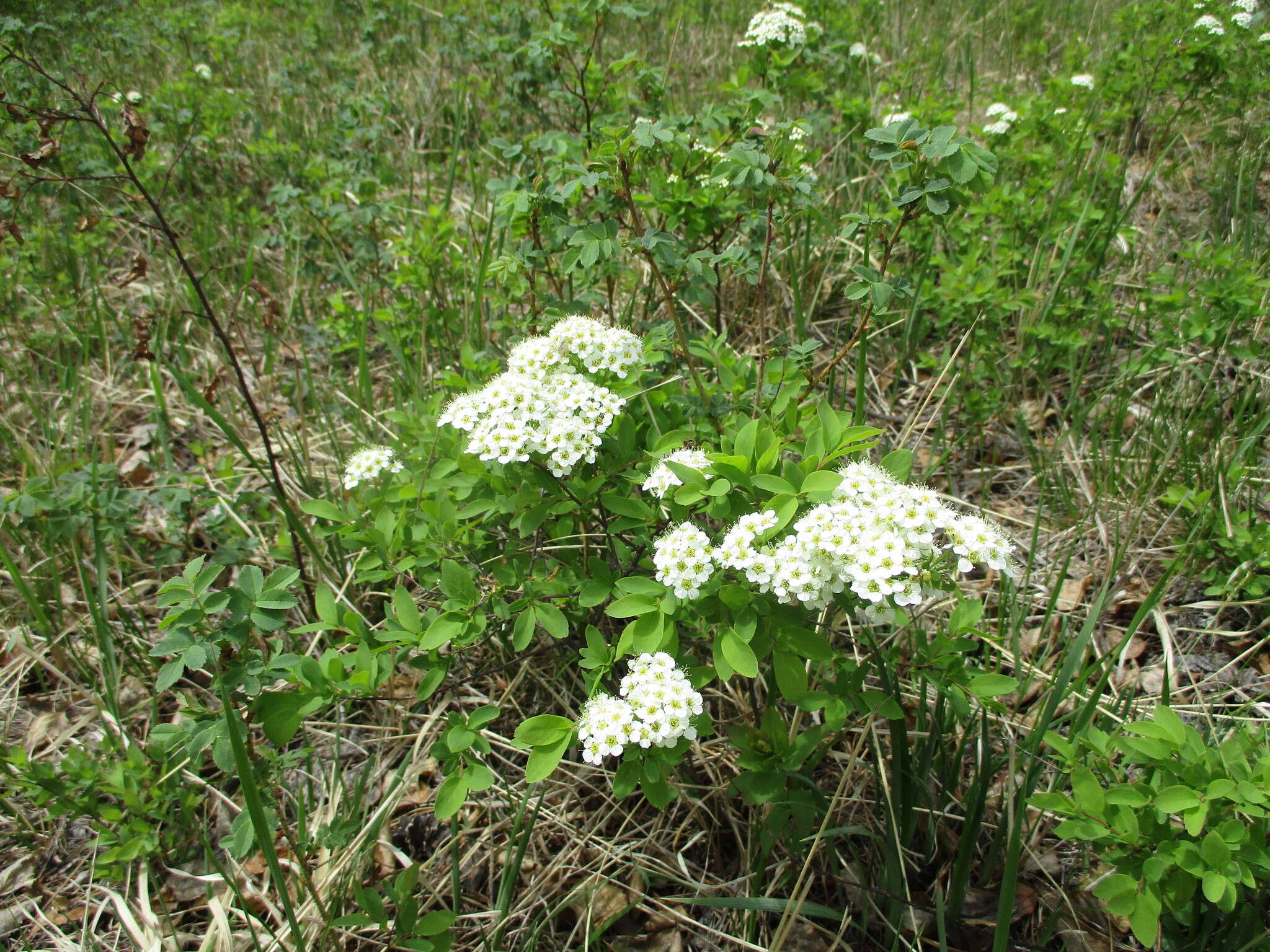 Image of Spiraea media Franz Schmidt