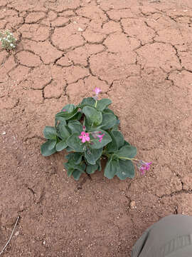 Image de Cycladenia humilis var. jonesii (Eastw.) S. L. Welsh & N. D. Atwood