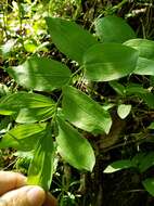 Image of Polygonatum biflorum var. biflorum