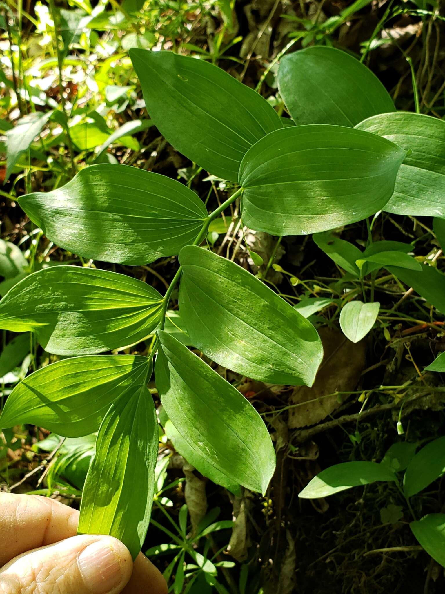 Image of Polygonatum biflorum var. biflorum