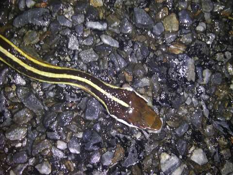 Image of Thamnophis saurita saurita (Linnaeus 1766)