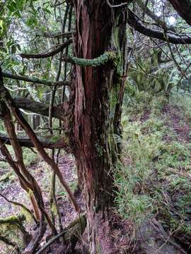 Imagem de Chamaecyparis obtusa var. formosana (Hayata) Hayata