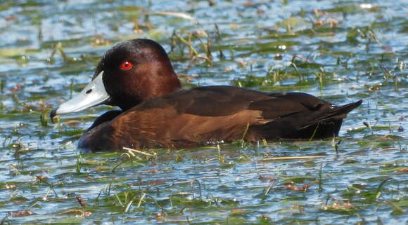 Image of Southern Pochard