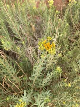 Image of Rusby's goldenbush