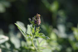 Image of Broad-Headed Bug