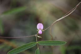 Image of Galactia tenuiflora (Willd.) Wight & Arn.