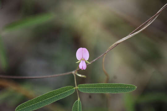 Plancia ëd Galactia tenuiflora (Willd.) Wight & Arn.