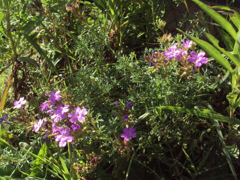 Image of South American mock vervain