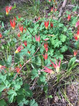 Aquilegia elegantula Greene的圖片