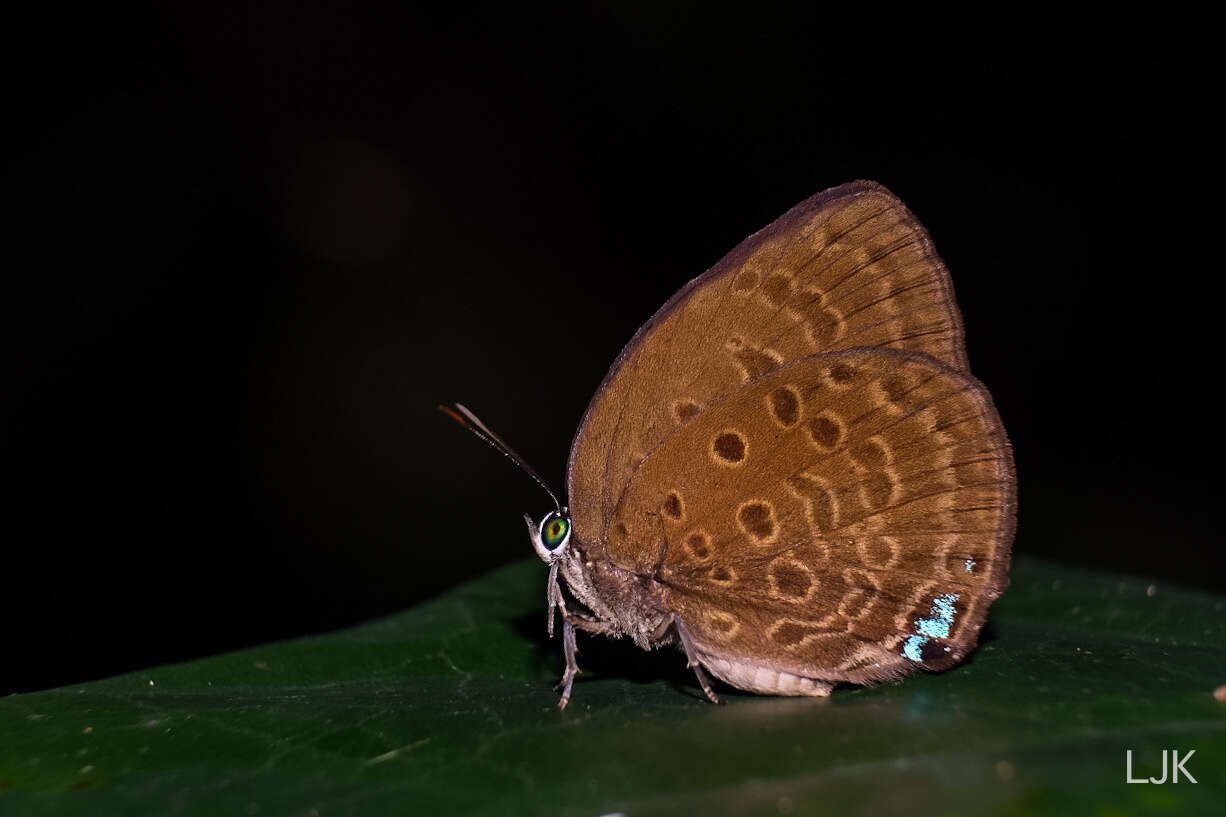 Plancia ëd Arhopala amphimuta (Felder & Felder 1860)