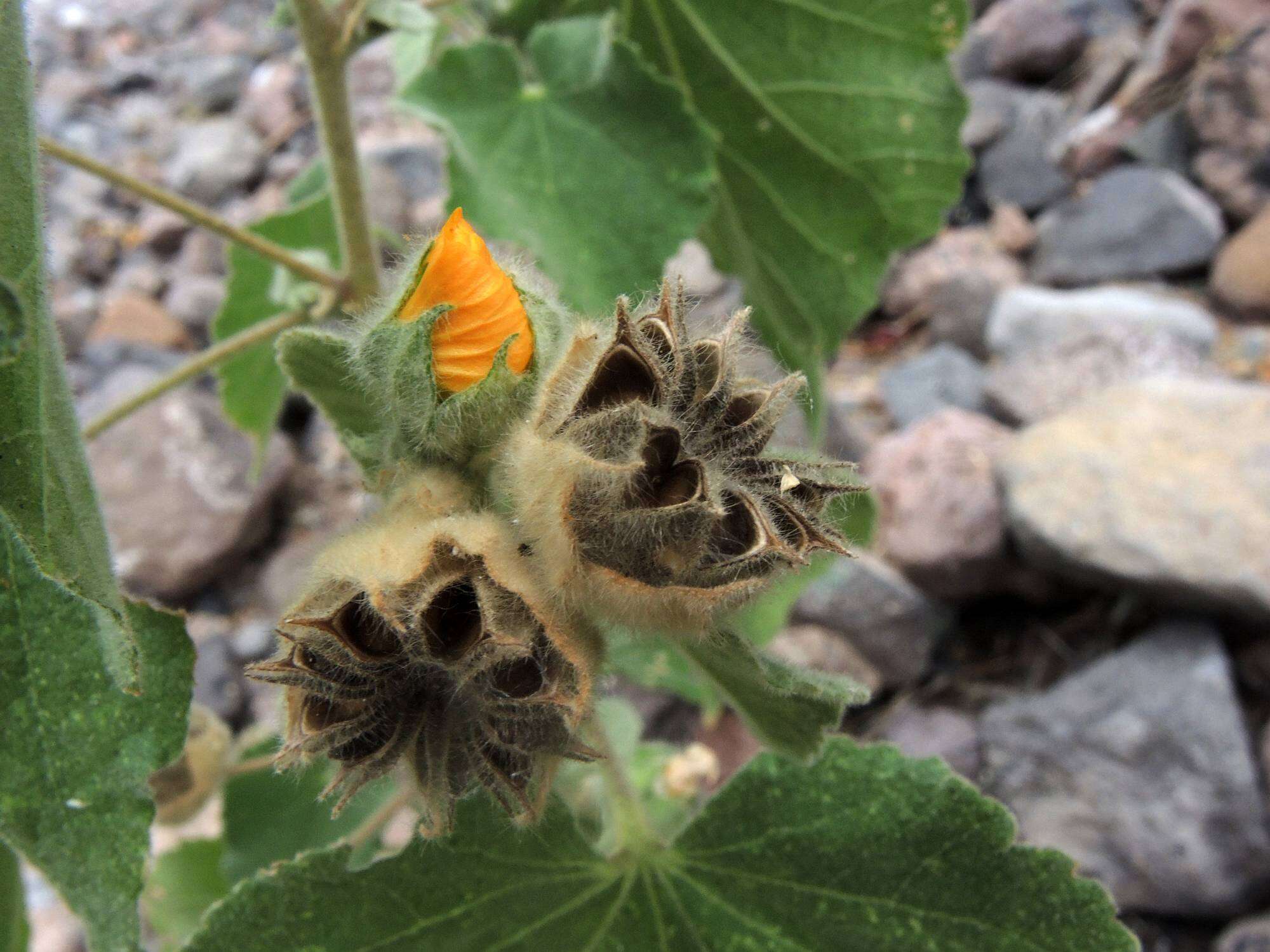 Image of Palmer's Indian mallow