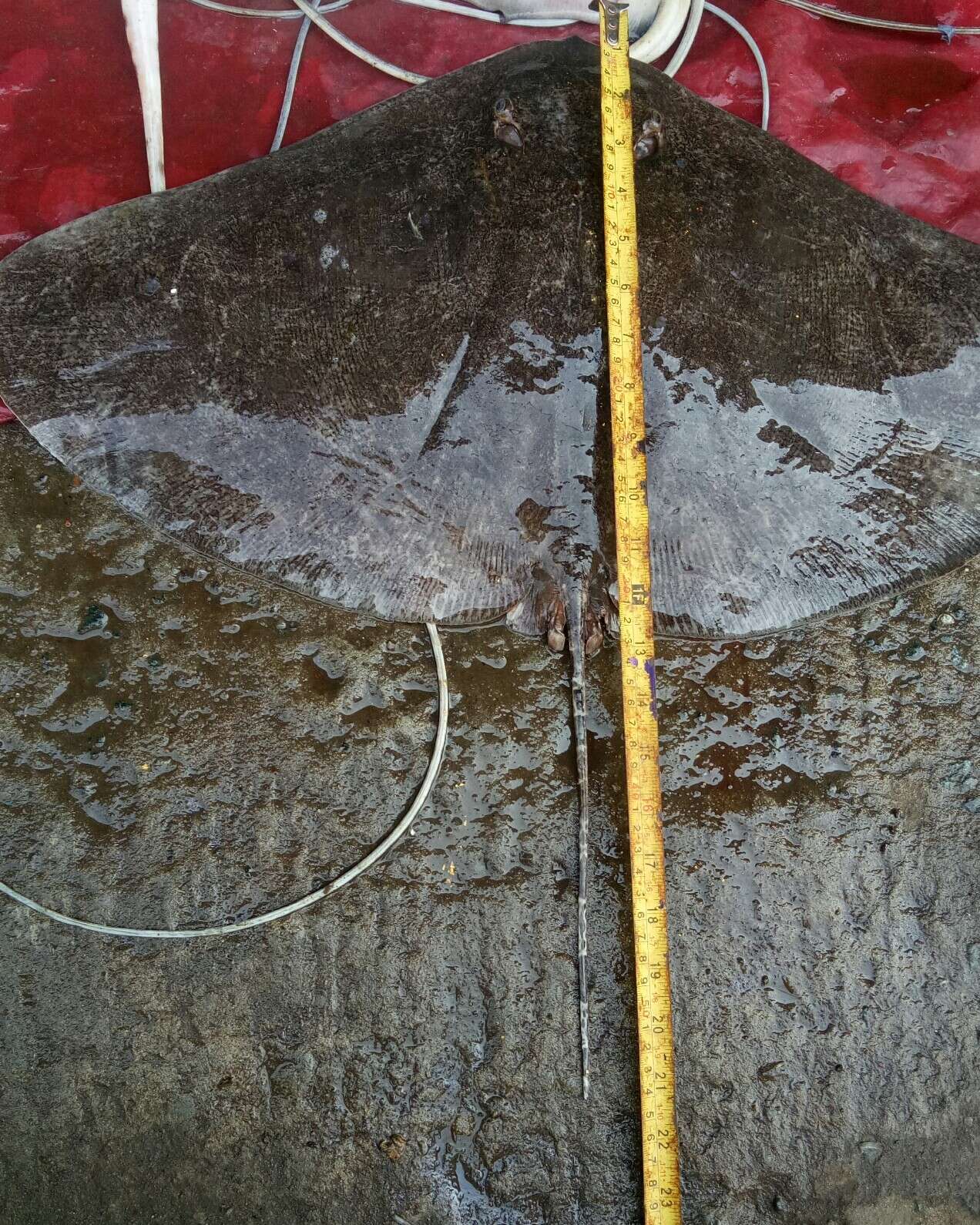 Image of Longtail Butterfly Ray