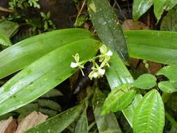 Image of Prosthechea crassilabia (Poepp. & Endl.) Carnevali & I. Ramírez