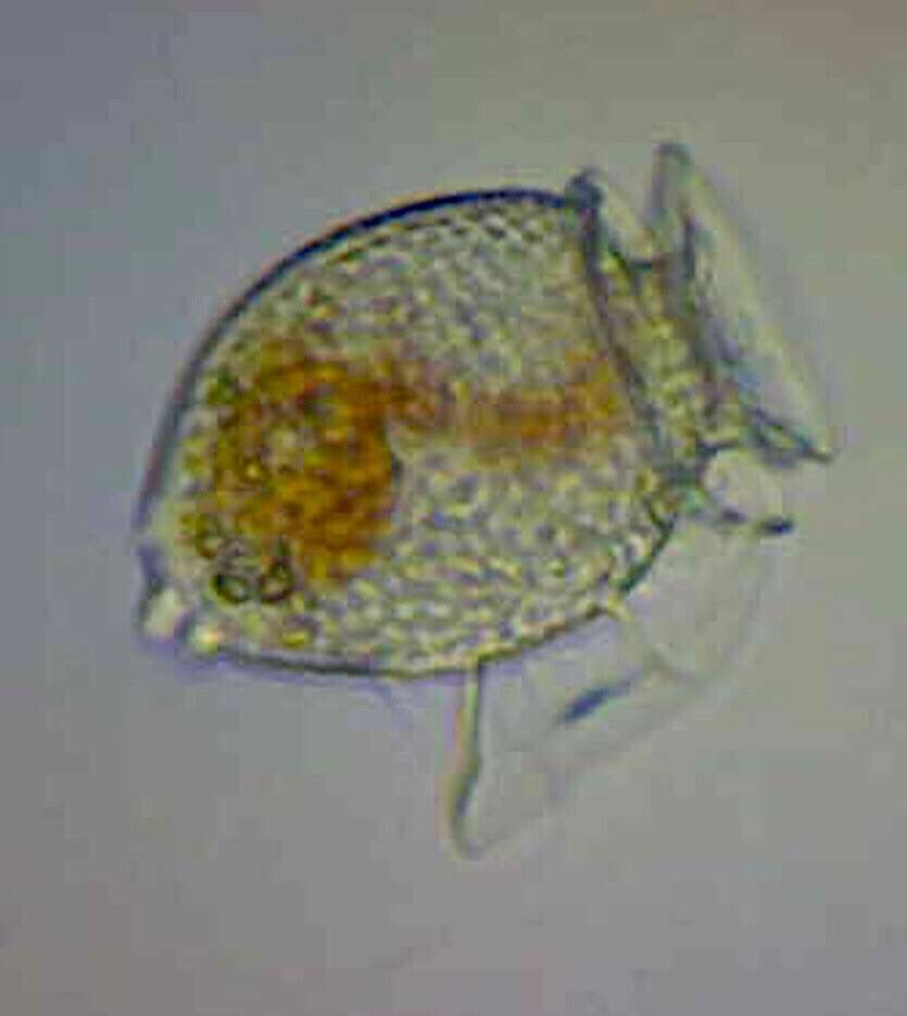 صورة Dinophysis acuminata