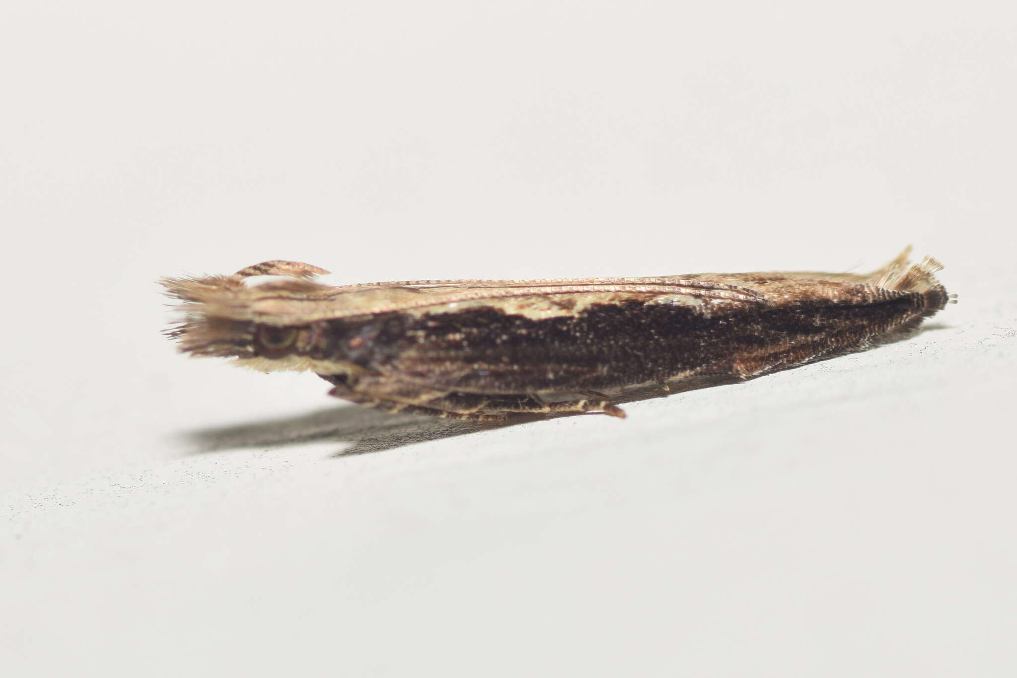 Image of Hypatima spathota Meyrick 1913