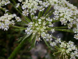 Слика од Laserpitium nitidum Zanted.