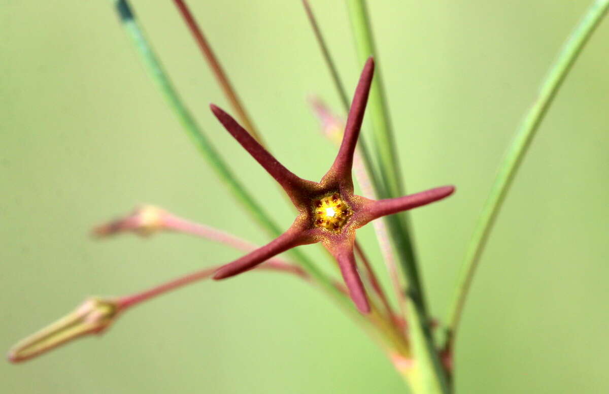 Ceropegia chlorantha (Schltr.) Bruyns的圖片