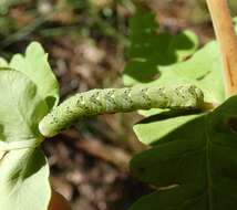 Image of Cutworm