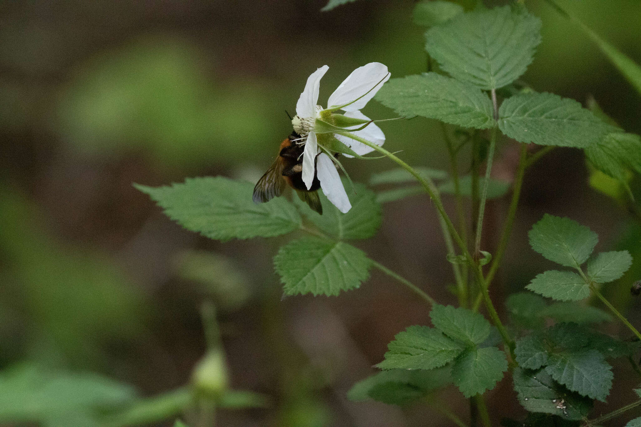 Image of Bombus diversus Smith 1869