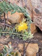 Image de Leucospermum profugum Rourke