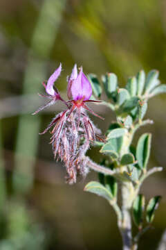 Image of <i>Indigofera <i>alopecuroides</i></i> var. alopecuroides