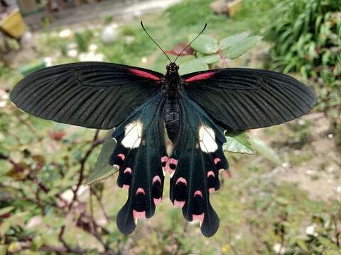 Image de Papilio alcmenor Felder & Felder 1864