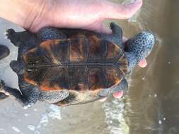 Image of Malaclemys terrapin pileata (Wied 1865)