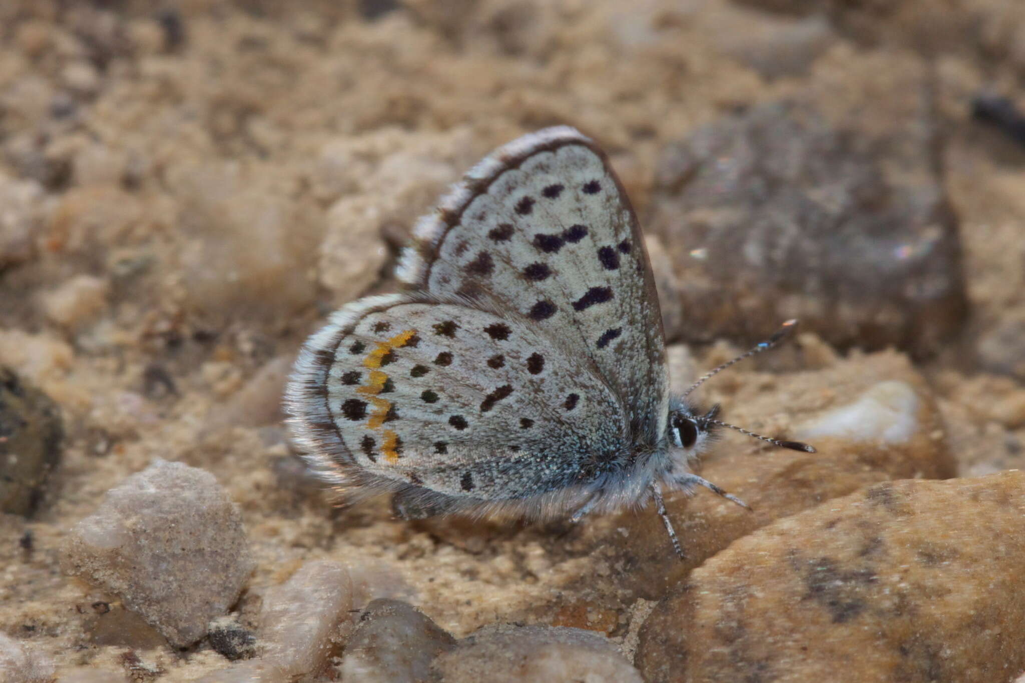 Image of Euphilotes ancilla ancilla