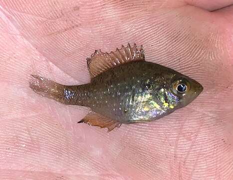 Image of Bluespotted Sunfish