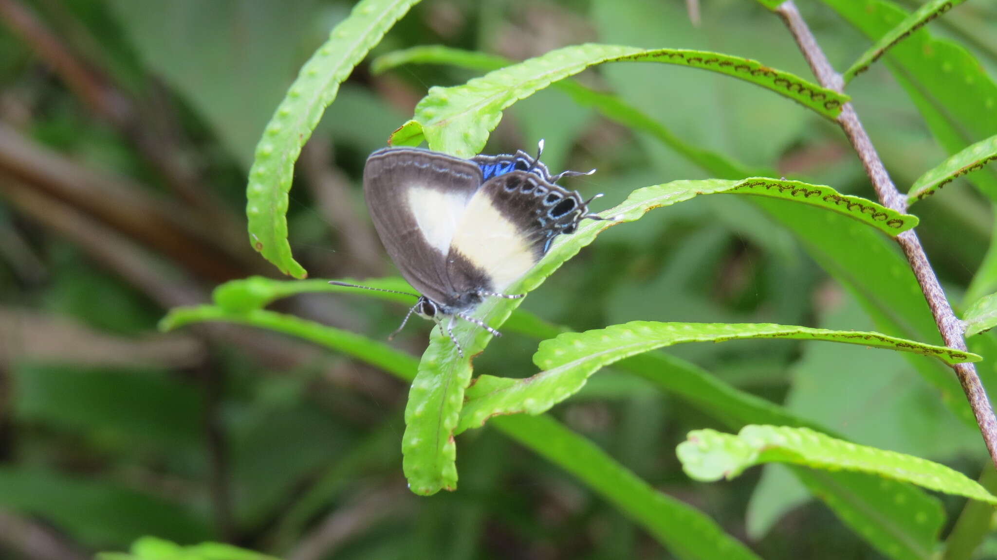 Слика од Hypolycaena danis (Felder & Felder 1865)