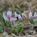 صورة Astragalus plattensis Nutt. ex Torr. & A. Gray