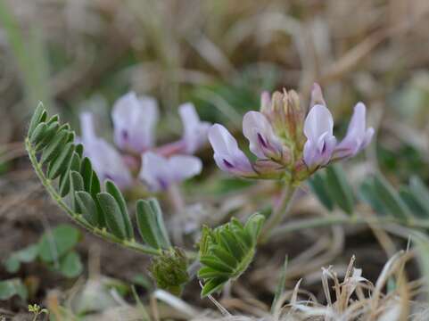 Imagem de Astragalus plattensis Nutt. ex Torr. & A. Gray