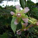 Image of Prestonia cordifolia R. E. Woodson