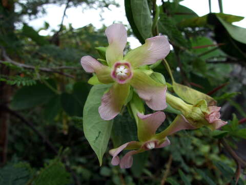 Imagem de Prestonia cordifolia R. E. Woodson