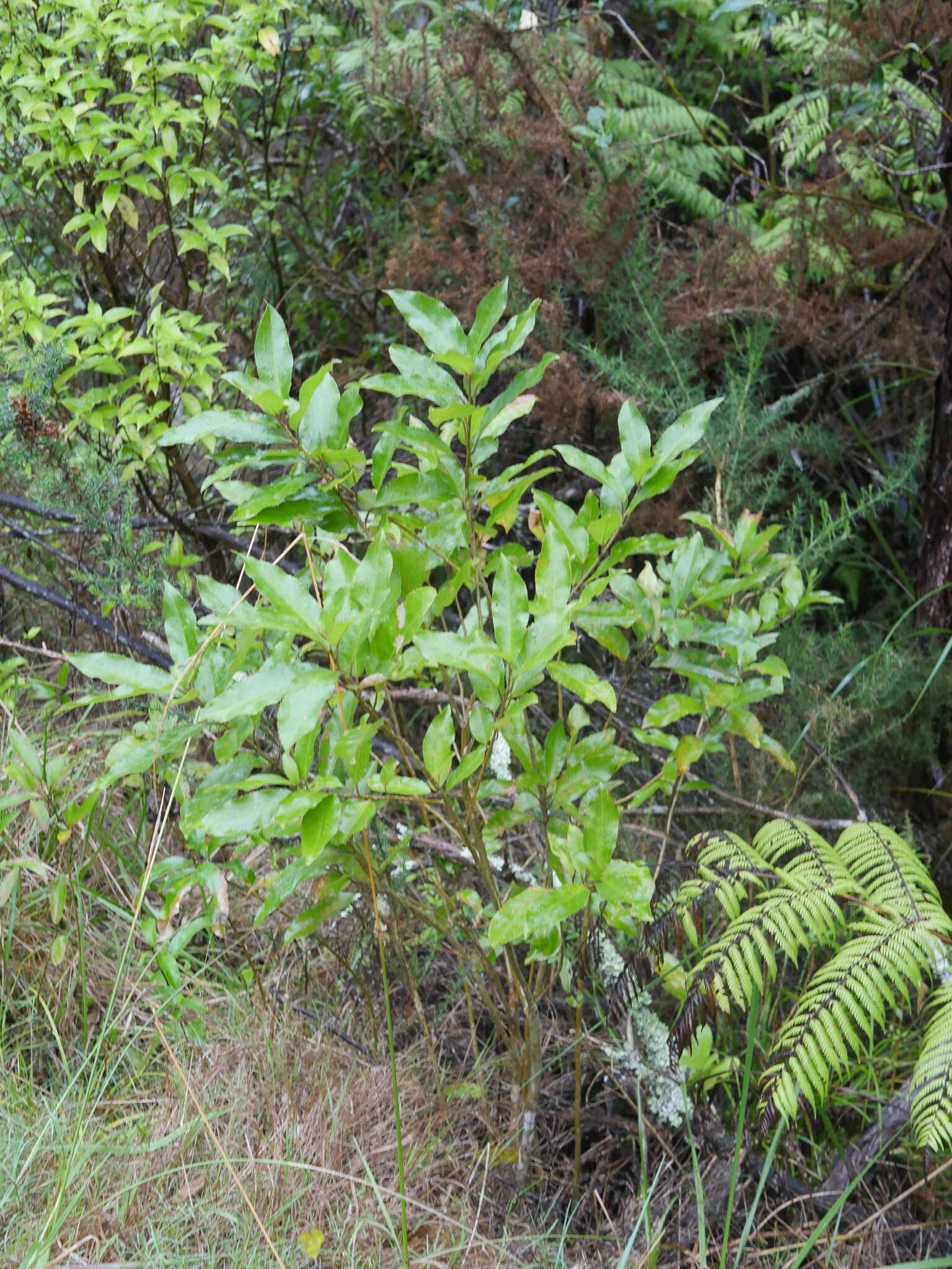 Image of Melicytus ramiflorus subsp. ramiflorus