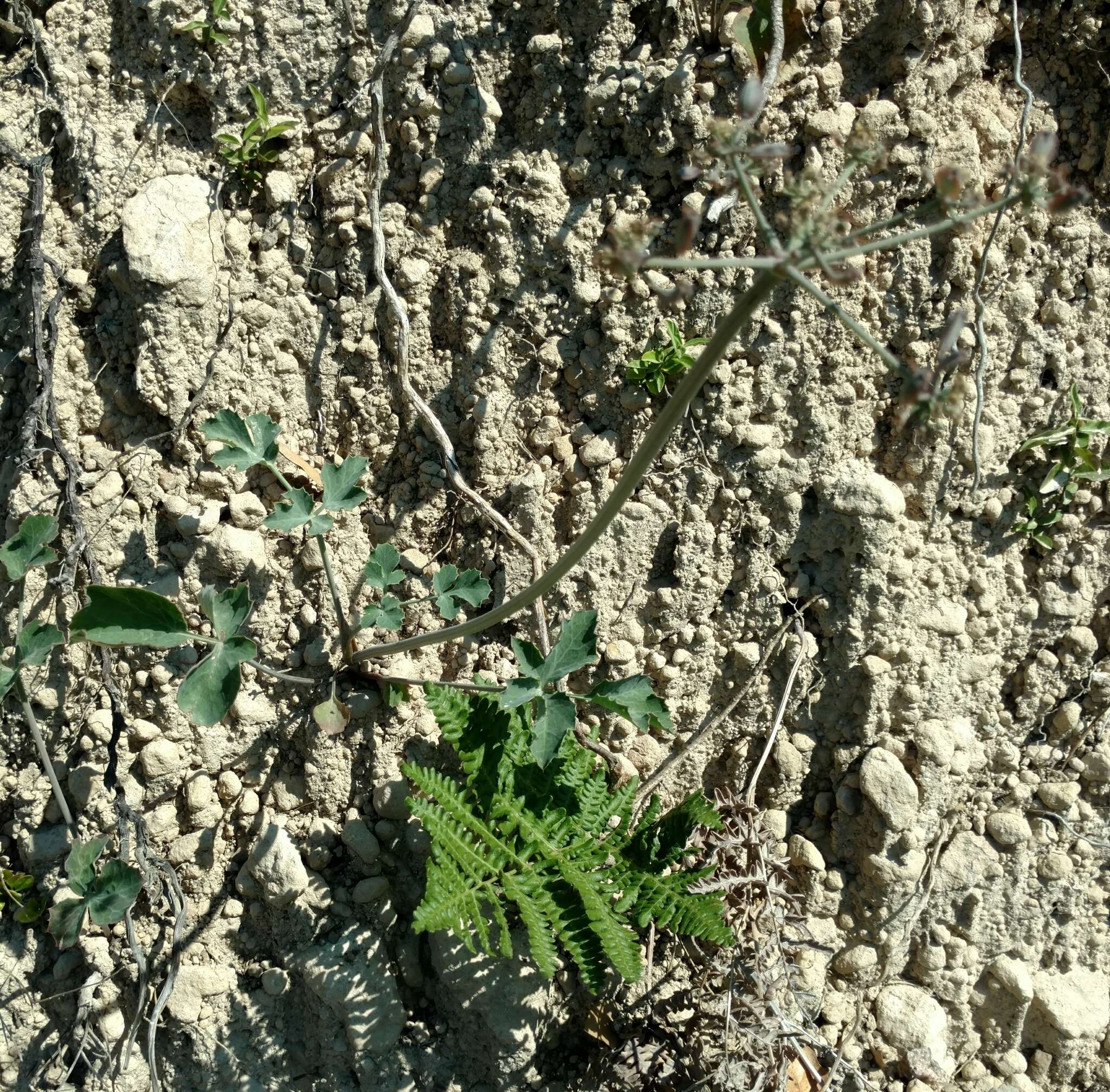 Слика од Lomatium repostum (Jepson) Mathias