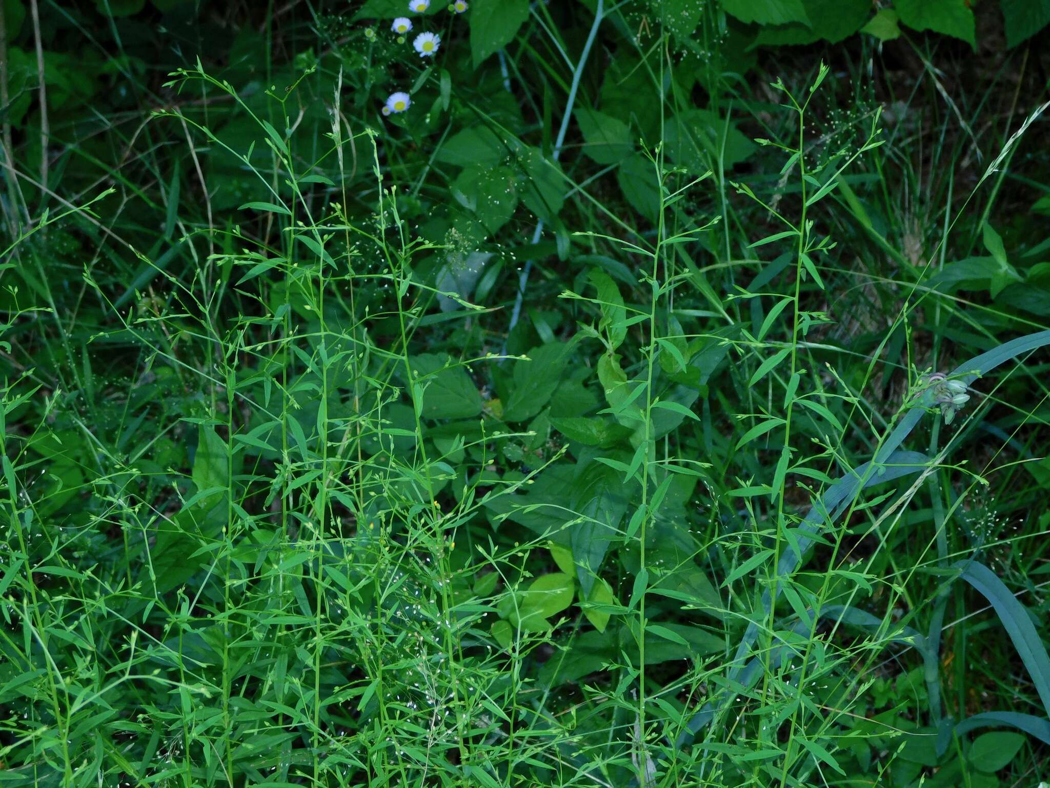 Image of Woodland Flax