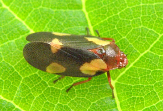 Слика од Sphenorhina limbata (Lallemand 1927)