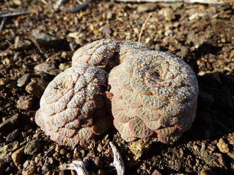 Image of Viola rubromarginata