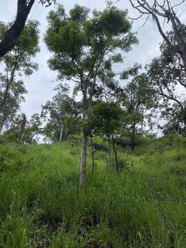 Imagem de Albizia procera (Roxb.) Benth.