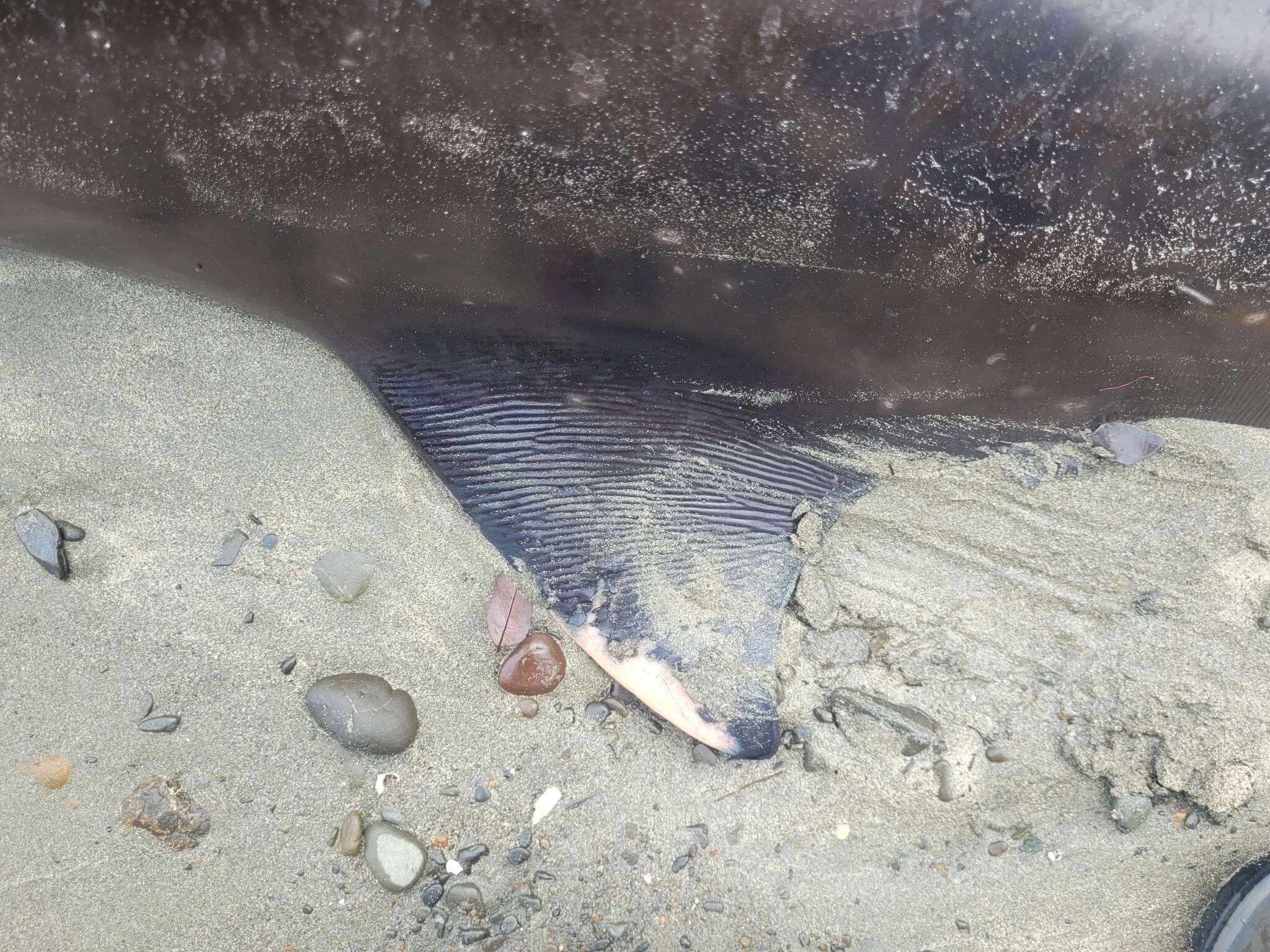 Image of Gray's Beaked Whale