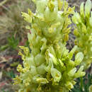 Image of Astragalus follicularis Pall.